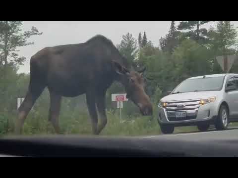 Lincoln man gets dangerously close to a Maine moose