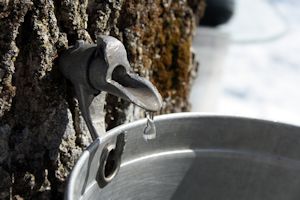 sap from maple trees in Maine