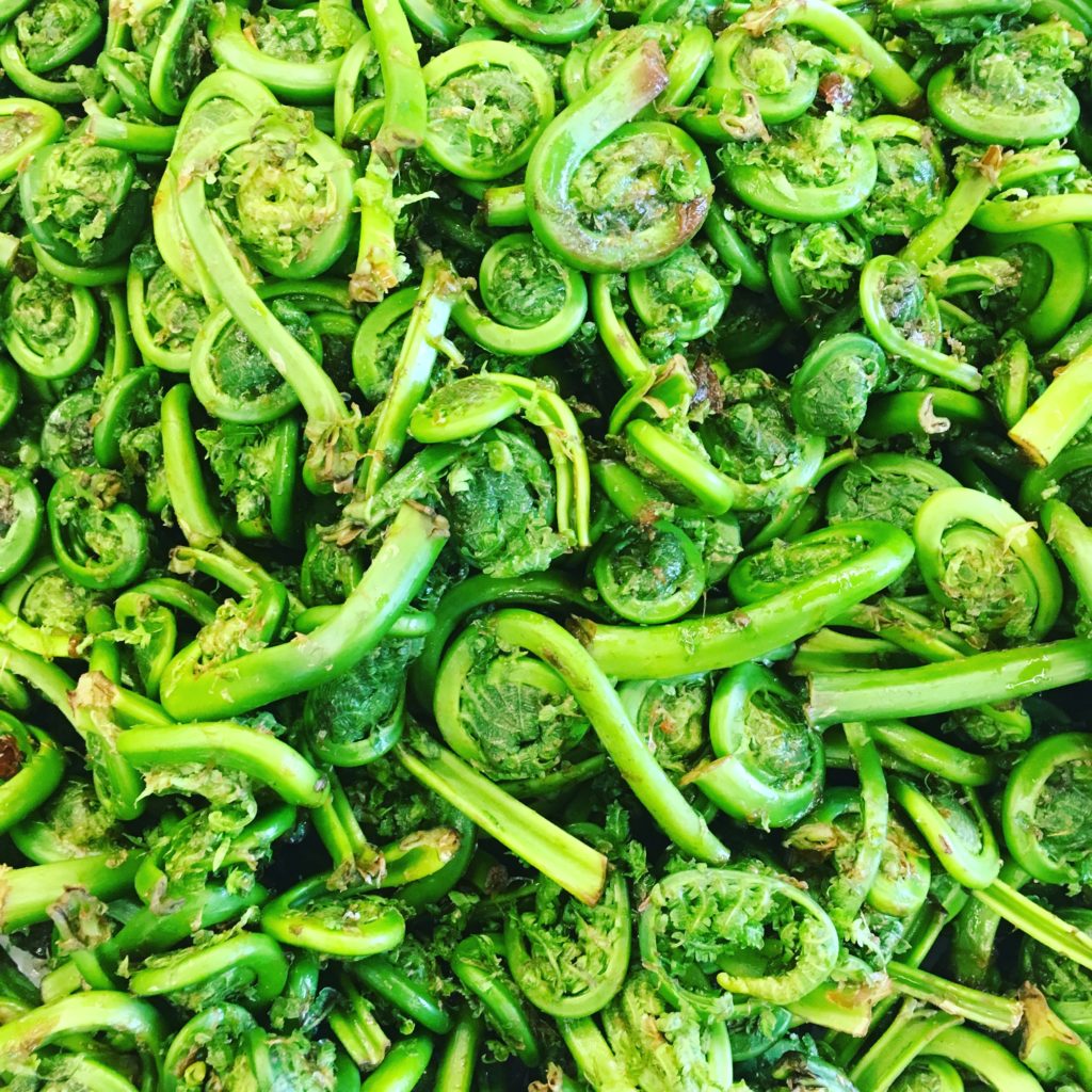 fiddleheads1 Box Of Maine