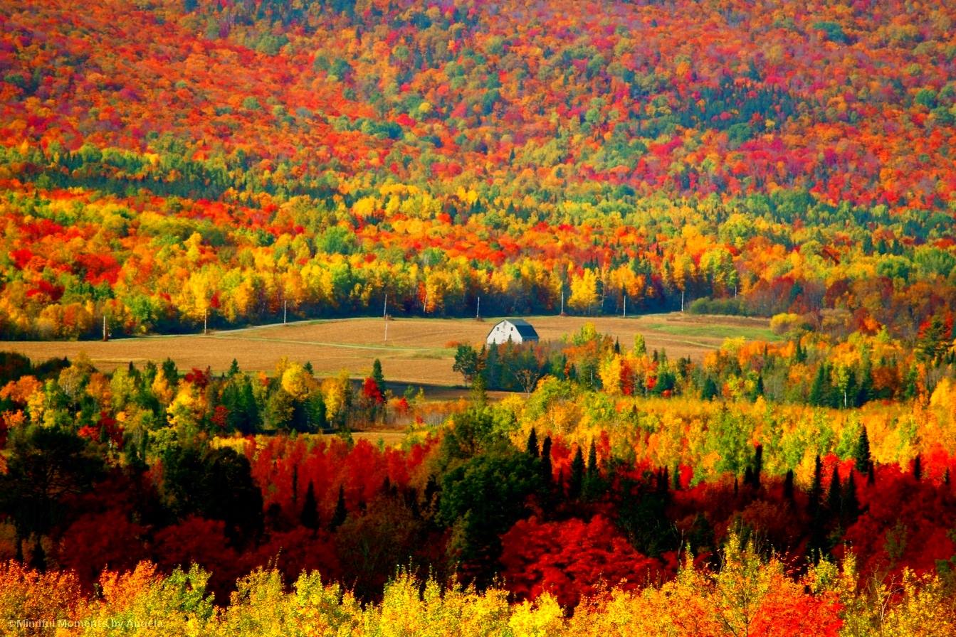Maine Foliage Calendar