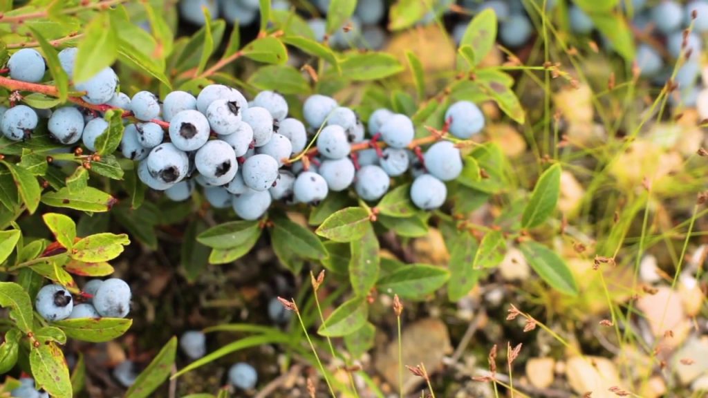 Maine Wild Blueberries