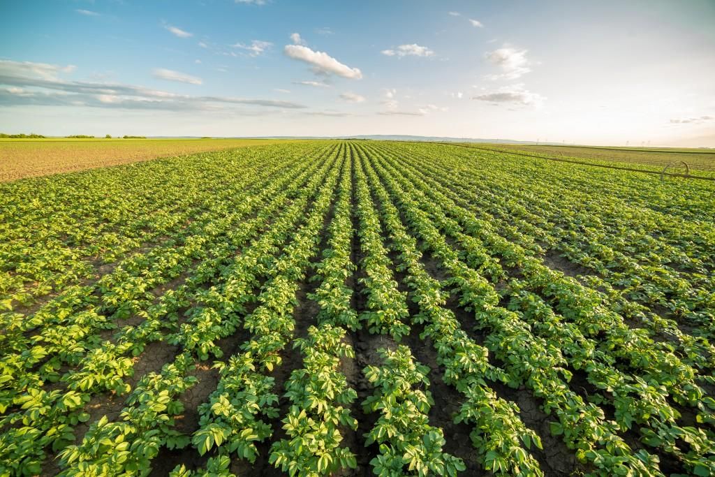 taste-of-maine-chips-potato-field.jpg